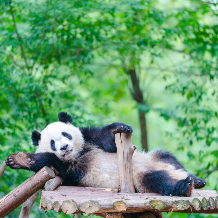 The Ultimate Guide: Best Time to Visit the Chengdu Panda Base & How to Get There from Mercure Chengdu Chunxi Taikoo Li — For Tourists Who Want to See Pandas at Their Cutest (and Avoid Crowds!)