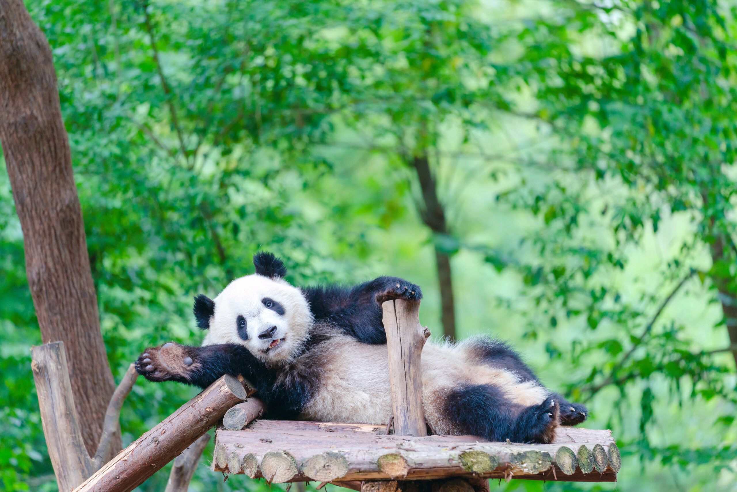 The Ultimate Guide: Best Time to Visit the Chengdu Panda Base & How to Get There from Mercure Chengdu Chunxi Taikoo Li — For Tourists Who Want to See Pandas at Their Cutest (and Avoid Crowds!)